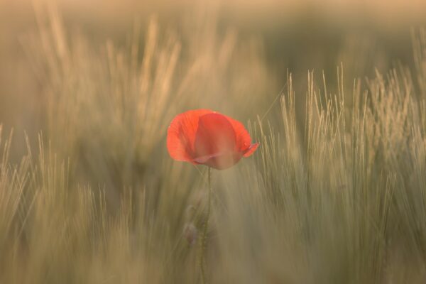 Zandloper met een enkele rode klaproos in een veld met gras, symboliseert eenvoud en schoonheid.