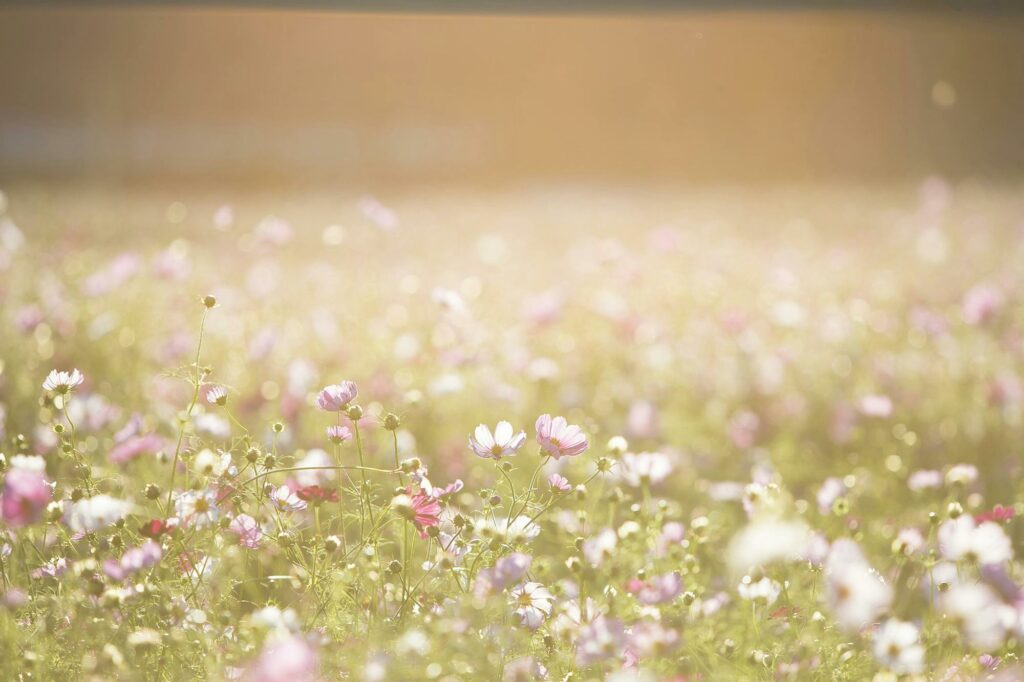 A serene view of a sunlit wildflower field capturing summer's essence.