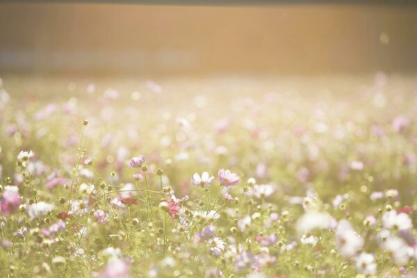 A serene view of a sunlit wildflower field capturing summer's essence.
