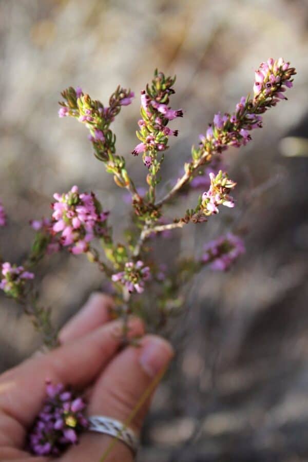 Bloeiende lenteplant met roze bloemen, hand houdt plant vast.