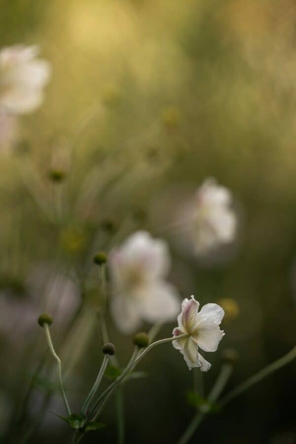 a bunch of flowers that are in the grass